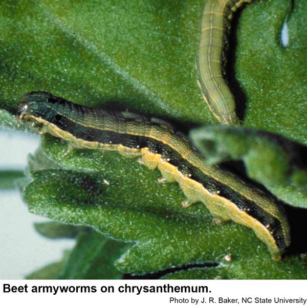 Beet armyworms 